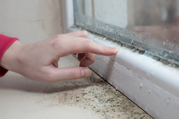 Best Mold Odor Removal Services  in Florence, CO